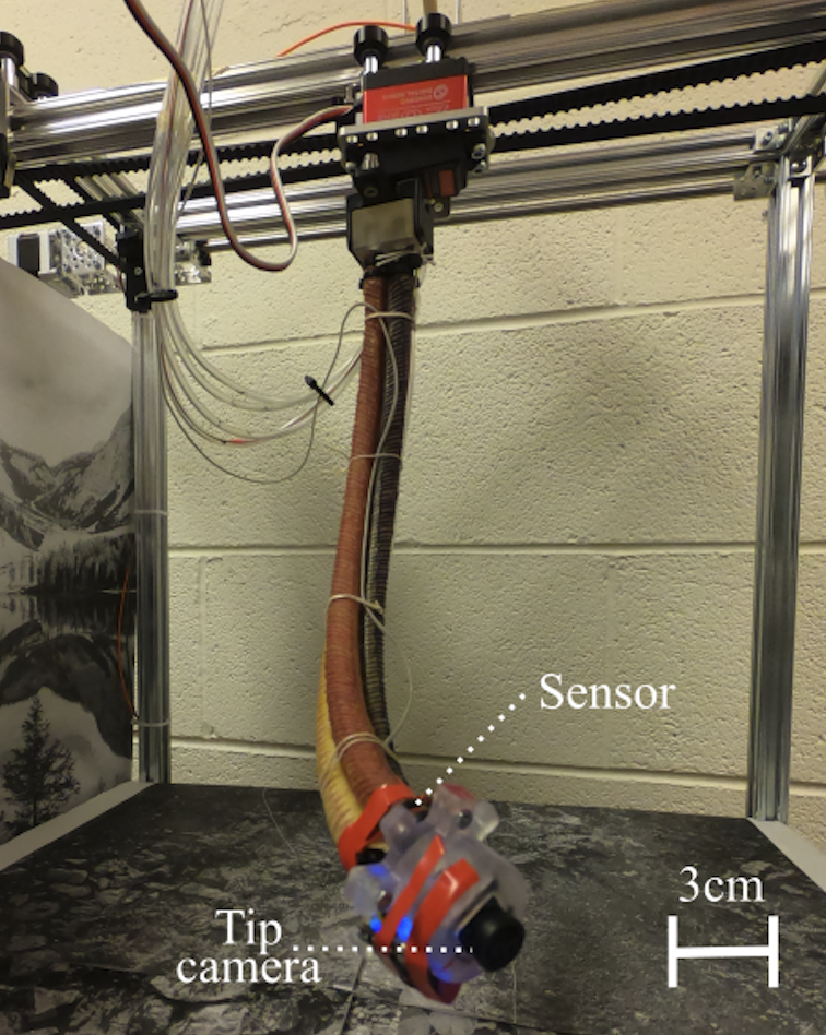 Towards Autonomous Berry Harvesting using Visual Servoing of Soft Continuum Arm 